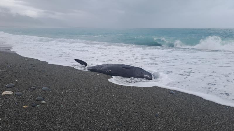 凱米颱風後抹香鯨幼鯨擱淺七星潭