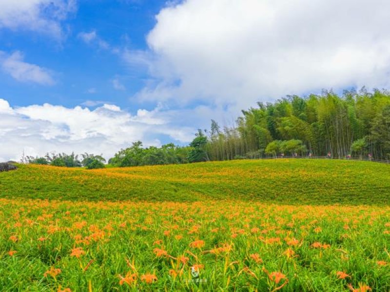 花蓮「金針花季」隆重登場！縣府邀請您一同賞花 共度金黃色夏日時光