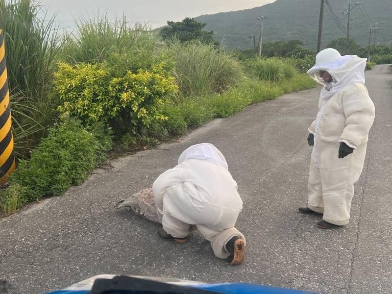 夏、秋要注意虎頭蜂出沒