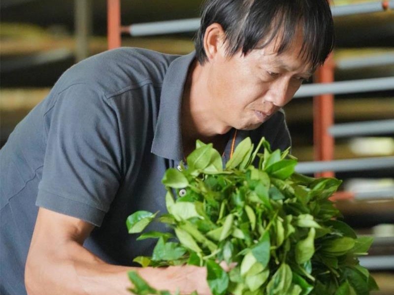 花蓮茶農「全國有機茶評鑑」常勝軍  好茶佳節祝福「送禮首選」