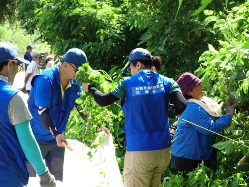 公私協力移除小花蔓澤蘭 環保清除行動 讓荷包也滿滿