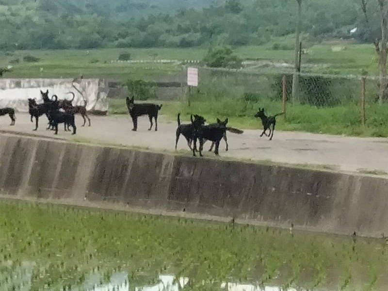 黑狗幫出沒! 富里鄉公所關注「遊蕩流浪犬」 呼籲居民共同合法、友善處理