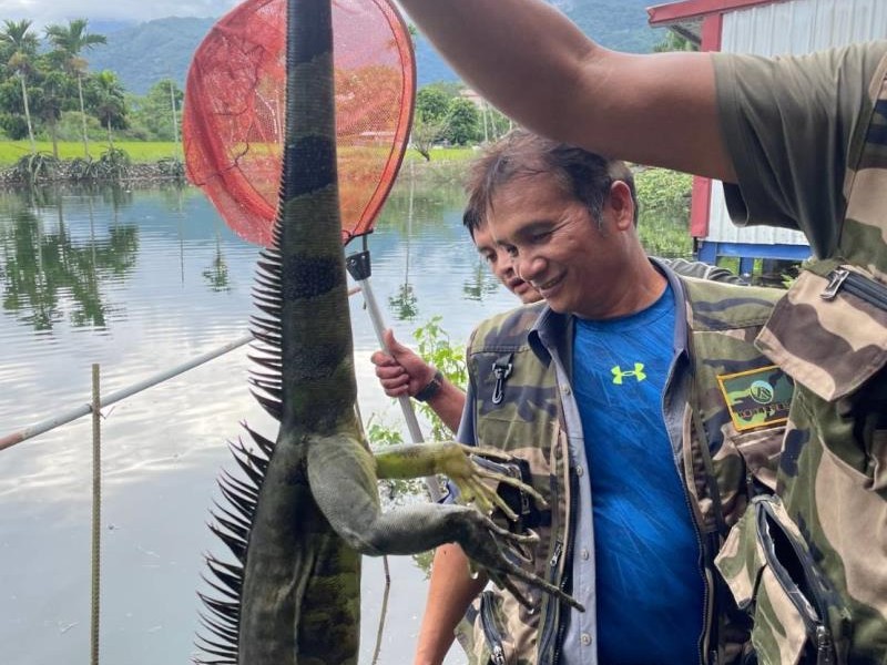 玉里綠鬣蜥已捕獲! 鎮公所: 如再發現請通報處理