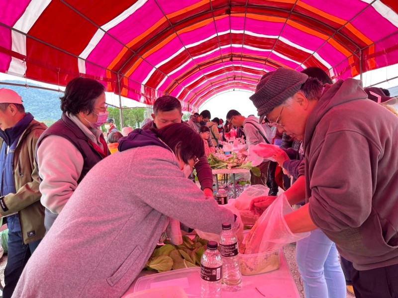 「春天裡作」拔蘿蔔、油菜花及長年菜 醃漬體驗昨登場! 日本觀摩取經 用玉里在地米糠發酵