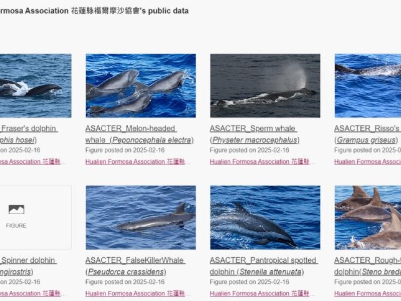 花蓮福爾摩沙協會攜手多羅滿賞鯨 公開51筆鯨豚聲音數據