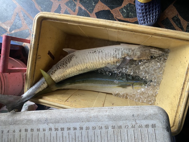 東部海域土魠魚大爆發！釣客樂翻天，鐵板釣法頻傳捷報