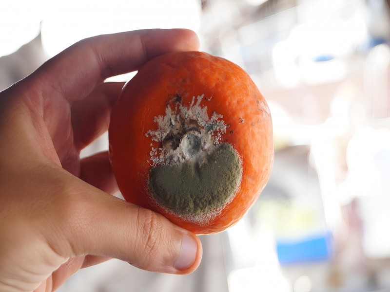 發霉的食物到底能不能再吃?