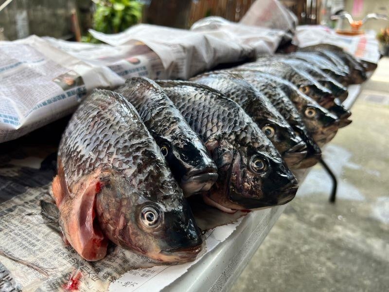 吳郭魚養殖寒害受創 縣府啟動現金救助
