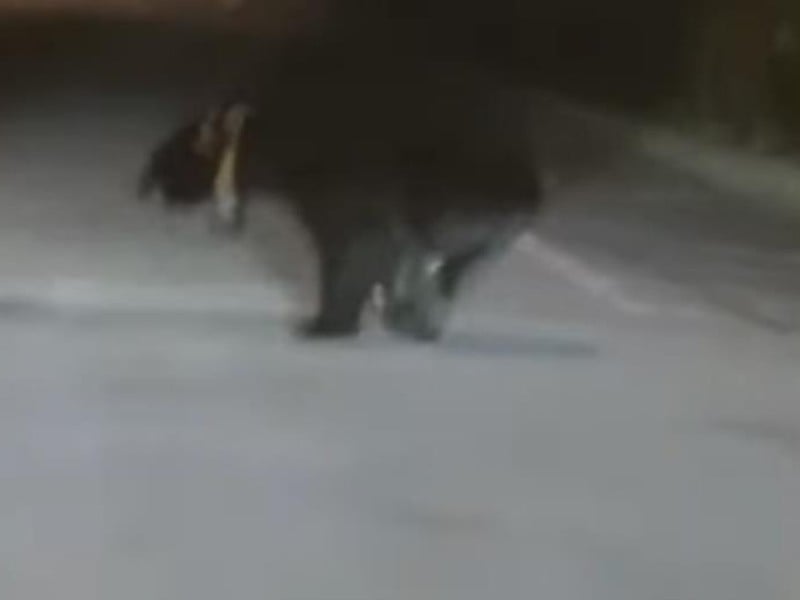 台灣黑熊逛大街