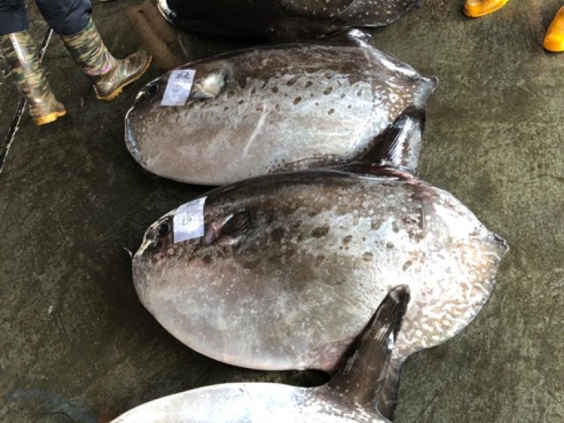 東部海域常見翻車魚不只吃水母！國際自然保護聯盟（IUCN）列為易危等級物種