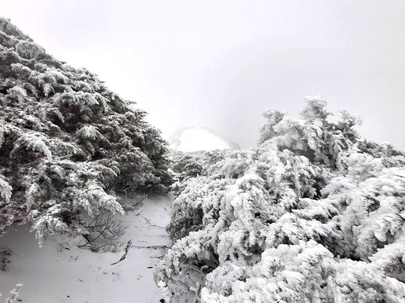 寒流襲台冷支支! 玉山、合歡山下起罕見三月雪