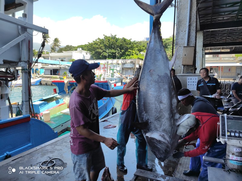 黑鮪王者誰來搶?臺東首推「頭香」獎金20萬 捕獲第一尾黑鮪魚就有獎!
