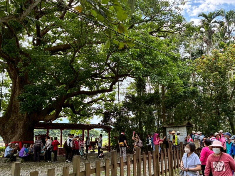 鳳林慢城桐花祭熱鬧登場