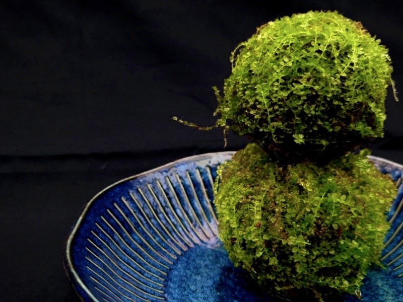 「苔球手作體驗」開放報名 即將溫馨登場! 捧起一座微型森林 感受自然療癒力量