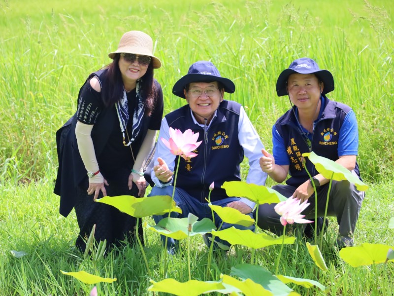 新城龍泉公園荷花盛開如詩如畫 鄉長何禮臺邀您漫步賞花享綠意