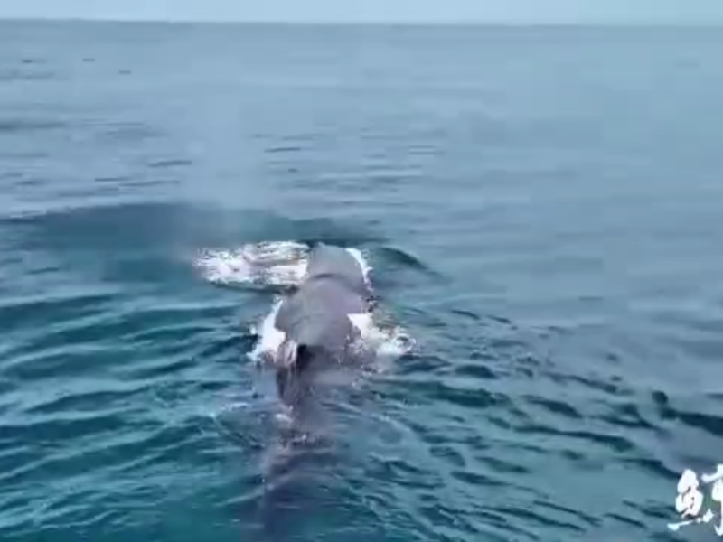 「海上巨影現身!」花蓮鯨世界賞鯨團今早驚喜發現特大型抹香鯨現蹤太平洋