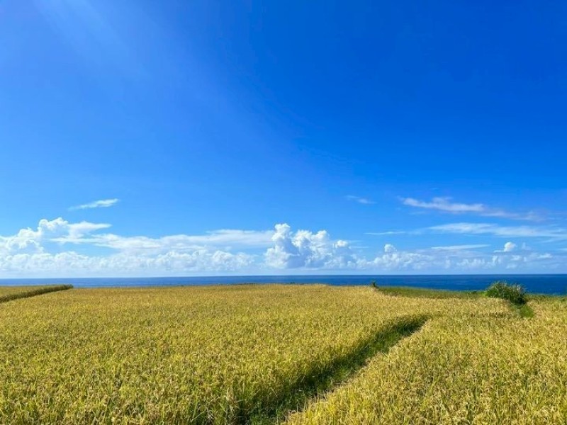 藍天、山海、稻浪! 豐濱「Romadiw音樂市集」7/11登場 「小旅行專車」每日限額80人報名開跑