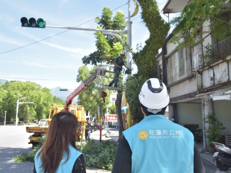 花蓮市公所修剪遮擋號誌路樹