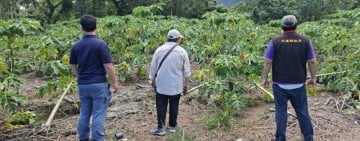 花蓮縣光復鄉木瓜楊柳颱風風災現金救助8/29-9/11受理