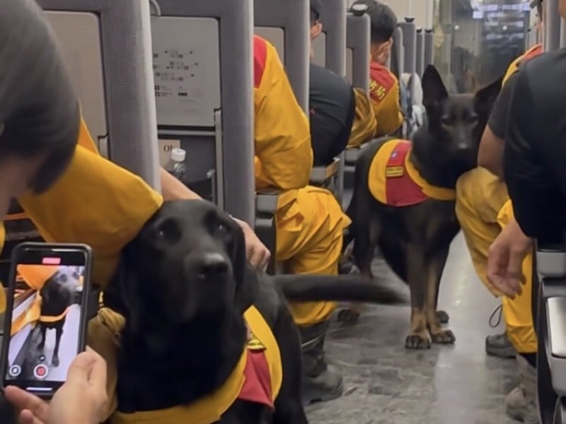遇搜救犬回西部 ! 民眾 : 太幸運啦 ! 好療癒的狗狗