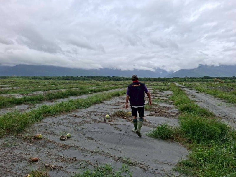 花蓮縣政府持續爭取中央協助　壽豐鄉草鼻段西瓜納入災害救助　受理至11月14日止