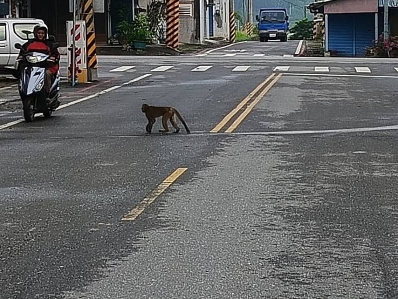日本熊連日出現市區、校園 瑞穗也有猴子逛大街