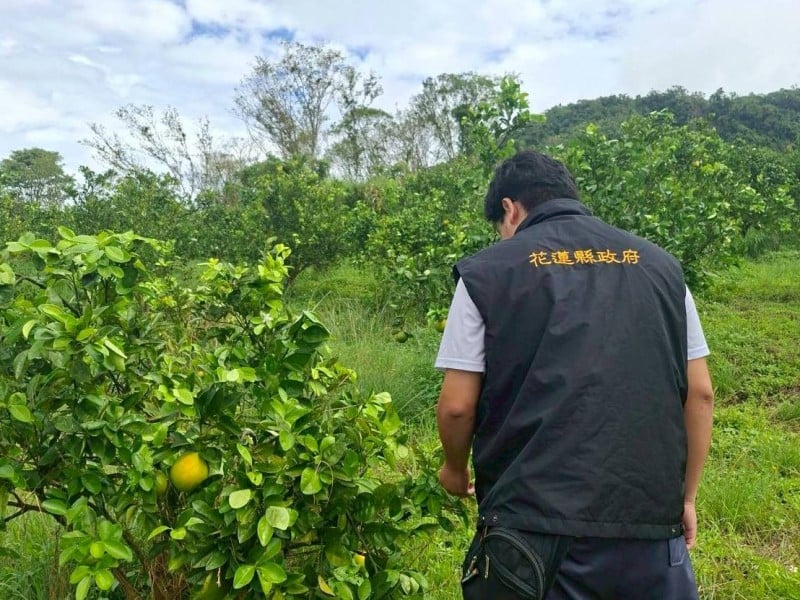 每公頃救助8萬元 !玉里鎮肚臍橙、砂糖橘、美人柑「農業天然災害現金救助」受理期11/4至11/17止