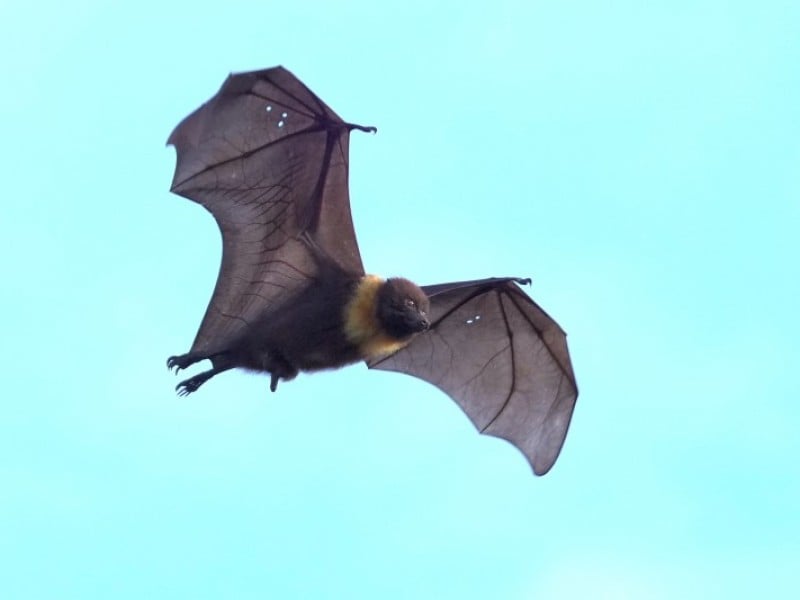 林保署花蓮分署揭開臺灣狐蝠秘密生活