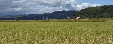 「鳳凰」來襲 農友須提前整備、防範災害