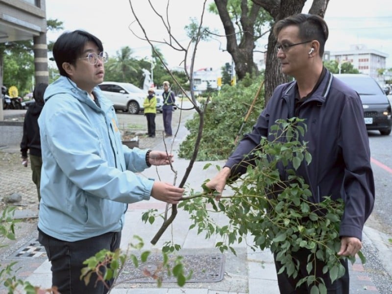 府前路樟樹染蟲害 花蓮市公所即刻修剪防治