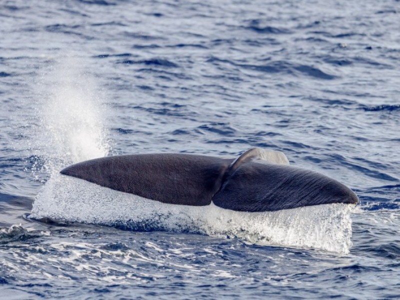 花蓮民間調查團隊三年觀測抹香鯨夏季目擊率提升