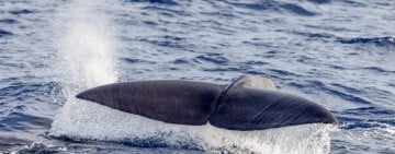 花蓮民間調查團隊三年觀測抹香鯨夏季目擊率提升