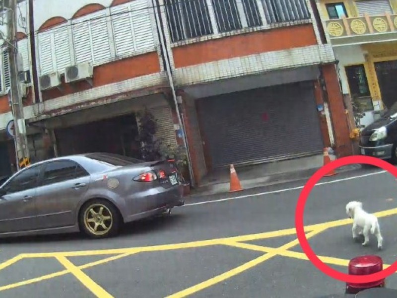 暖警協助走失老犬返家