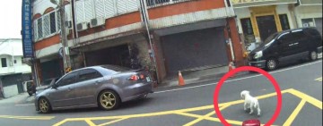 暖警協助走失老犬返家