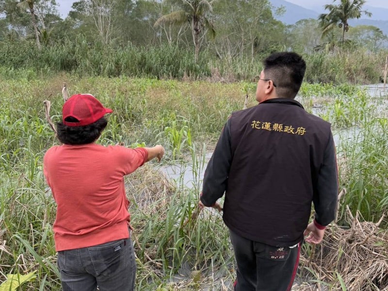 鳳林鎮「綜開段草皮、硬質玉米」納入救助 受理至12/18止　