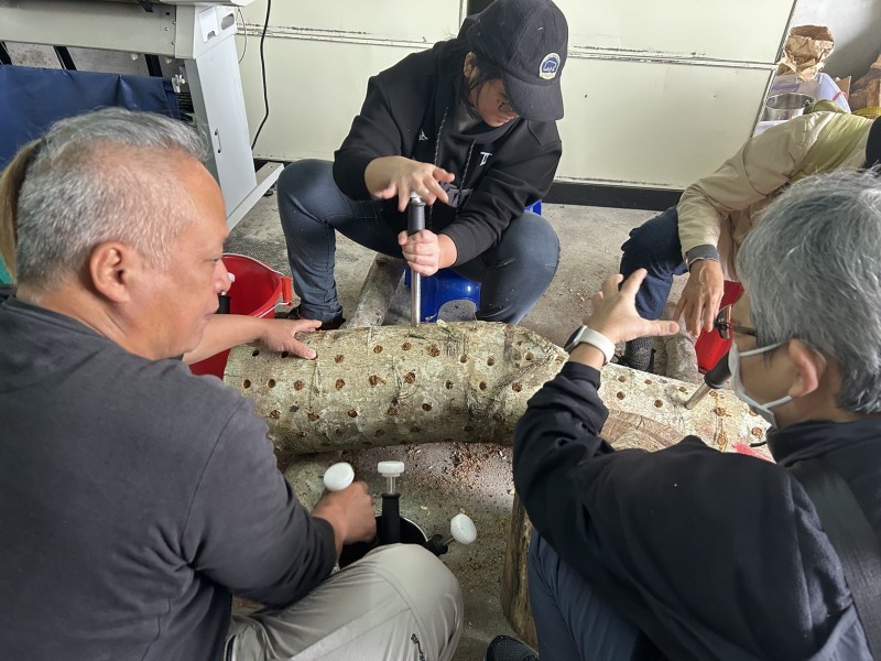 段木香菇培植課程玉里登場