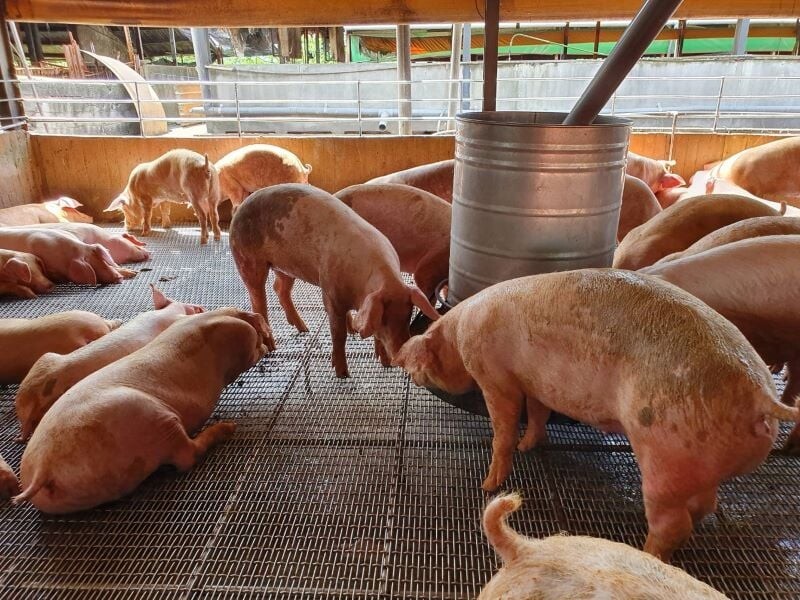 豬場廚餘運輸車輛加裝GPS補助 每輛最高領8千元