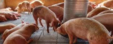 豬場廚餘運輸車輛加裝GPS補助 每輛最高領8千元