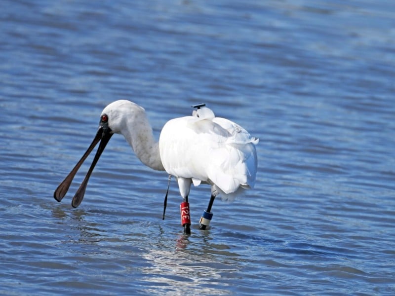 黑面琵鷺12E 韓國稀客來台東