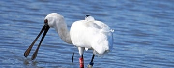 黑面琵鷺12E 韓國稀客來台東