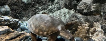 海洋公園加入豬鼻龜迎接聖誕與新年！