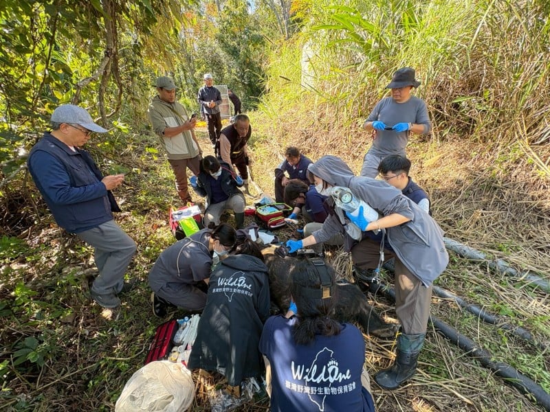 二度野放仍多次侵擾、驅趕無效 ! 黑熊「阿里曼・西肯」被捕捉送動物園安置