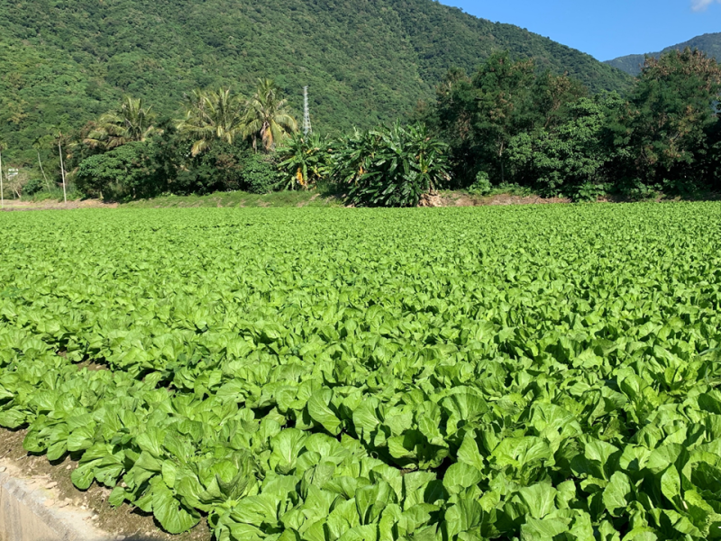 檢具「農業用地作農業使用證明書」稅務局: 符合2要件可申請不課土地增值稅