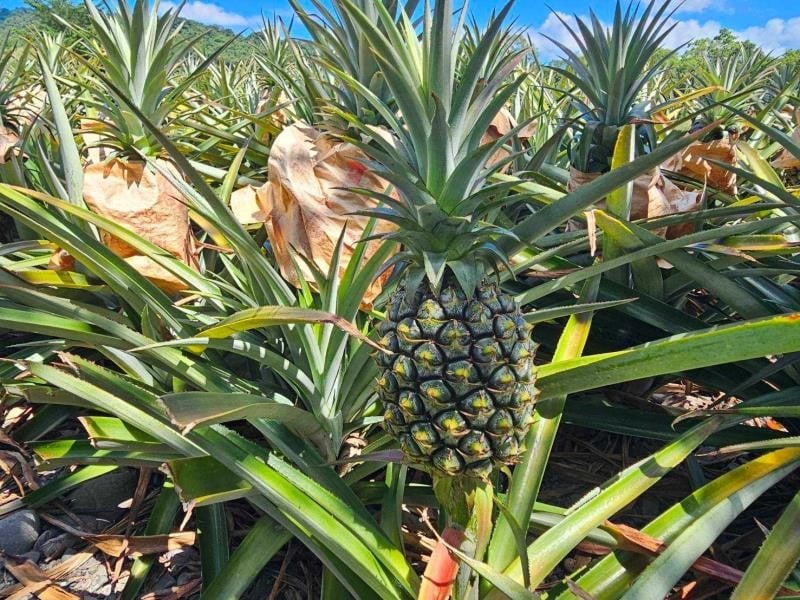 鳳梨傳奇第三代損失百萬 ! 瑞穗前農產行黃姓負責人 遭控「持刀恐嚇、連環詐騙宰農民」