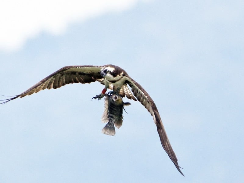 魚鷹落水獲救野放 鳥友目擊猛禽捕魚英姿