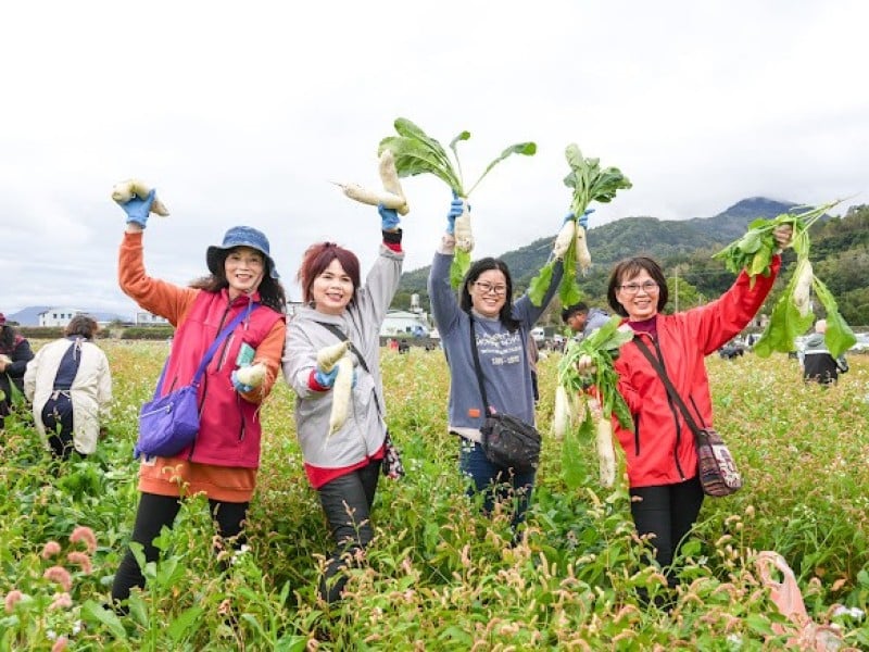 免費拔、吃熱食 ! 長良「幸福好彩頭」拔蘿蔔昨登場 懷念家鄉過年的味道