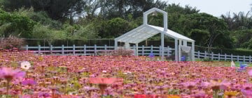 今年最受矚目走春亮點 ! 七星潭「曼波海洋生態休閒園區」花海層層堆疊開春畫框