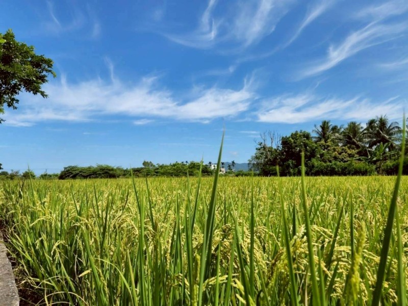 吉安鄉農藥優惠販售3月10日開跑 游淑貞籲種稻農民把握申請時機