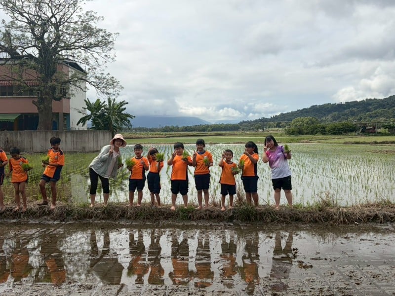 赤腳踏入泥濘水田 ! 大禹國小學童體驗「插秧」