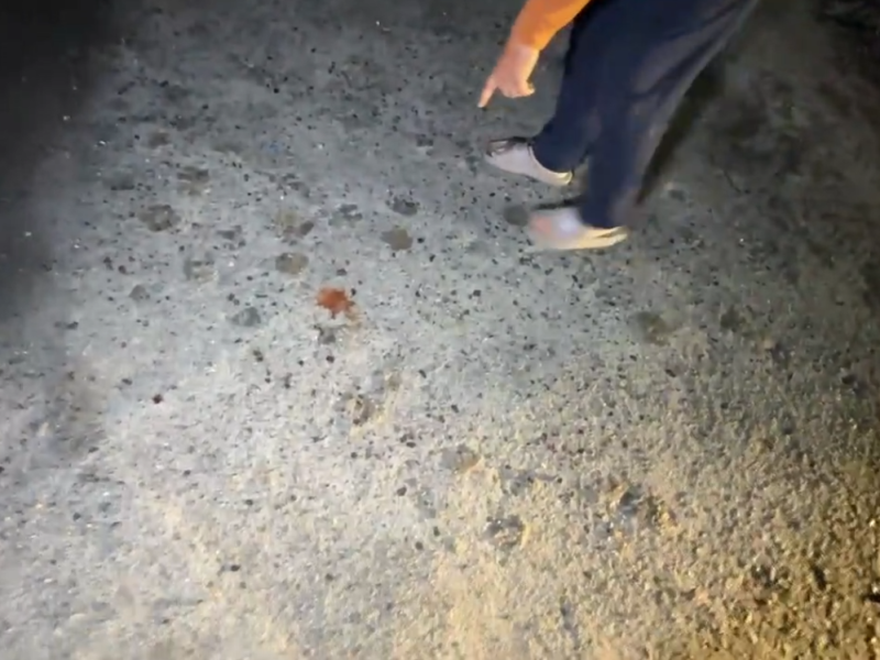 疑網路簽賭債務引衝突　台東卑南深夜討債爆砍人案兩男傷